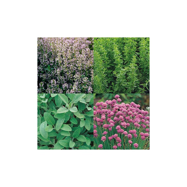 Herb Garden Collection Pack Thyme, Mint, Sage, Chives, Oregano Greek