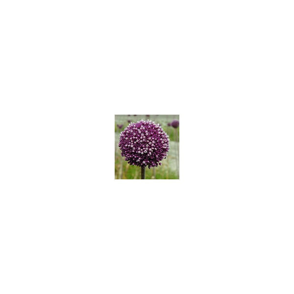 Allium Summer Drummer - 3 Grown Bulbs 9/10cm