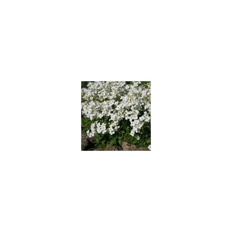 Arabis Alpina Subsp. Caucasica Little Treasure White - 9cm Pot