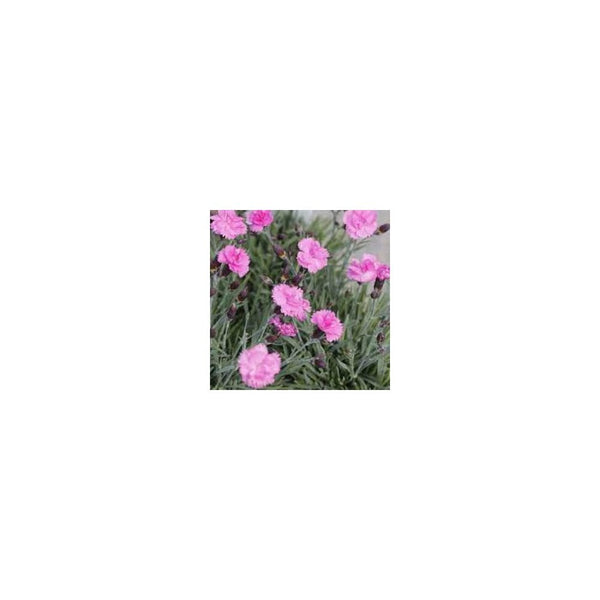 Dianthus Dinetta Pink 9cm