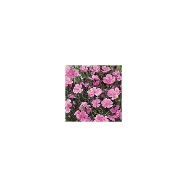 Dianthus Dinetta Soft Pink 9cm