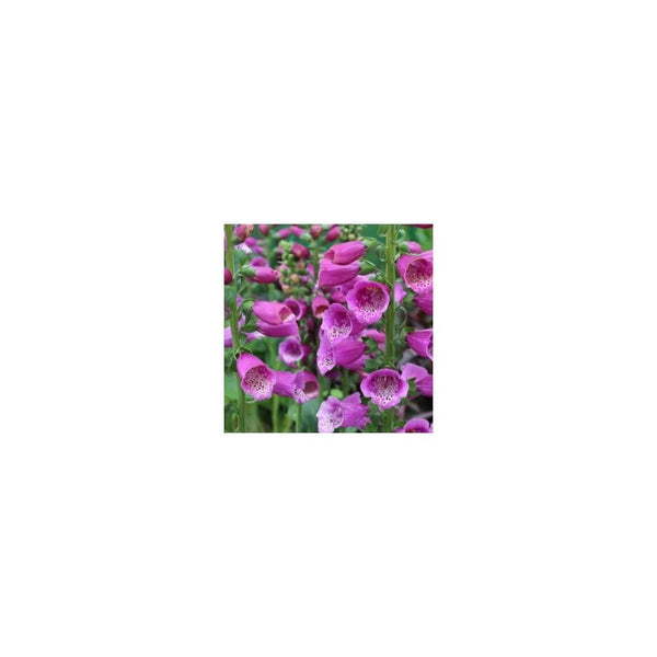 Digitalis Purpurea Dalmatian Purple - Foxglove 9cm