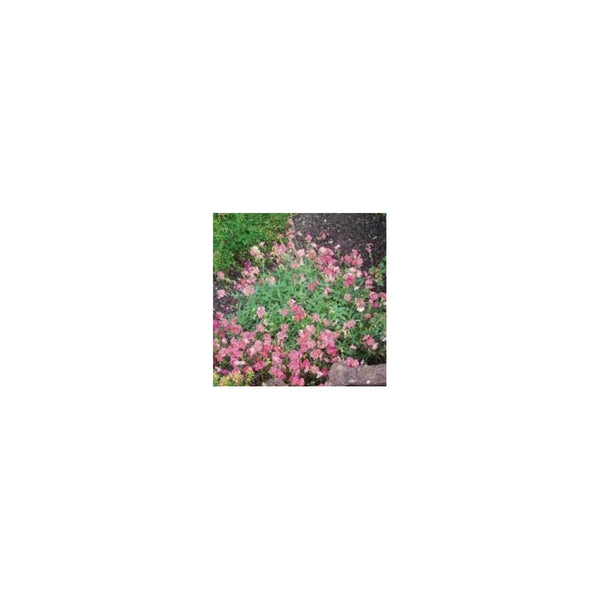 Helianthemum Lawrensons Pink - 9cm Pot