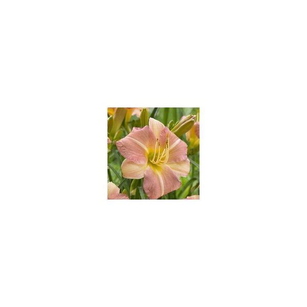 Hemerocallis Pink Cream - 3L Pot