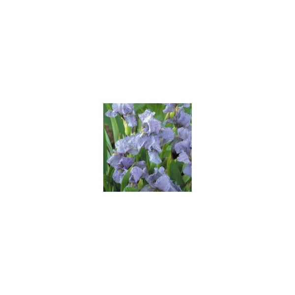 Iris Blue Denim - 3L Pot