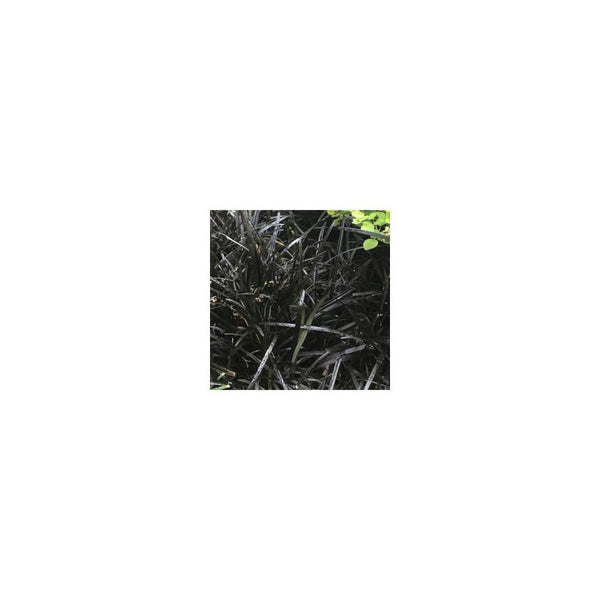 Ophiopogon Nigrescens - Black Grass 1.5L