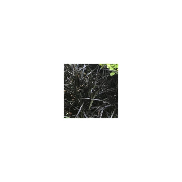 Ophiopogon Planiscapus Nigrescens' Black Grass 2L