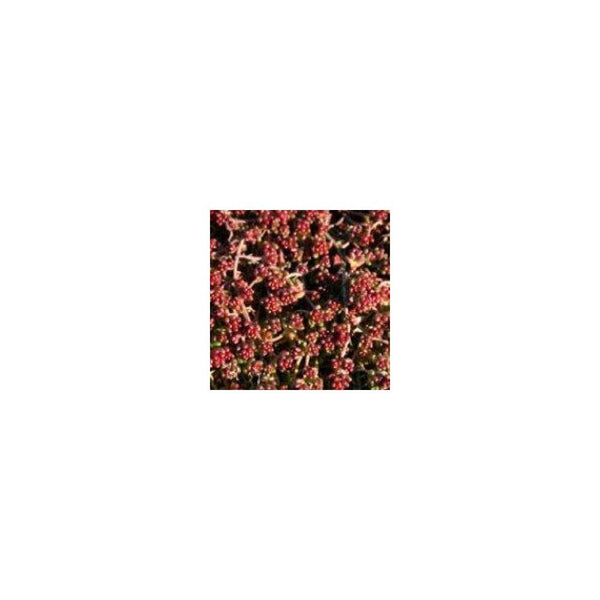 Sedum Album Coral Carpet
