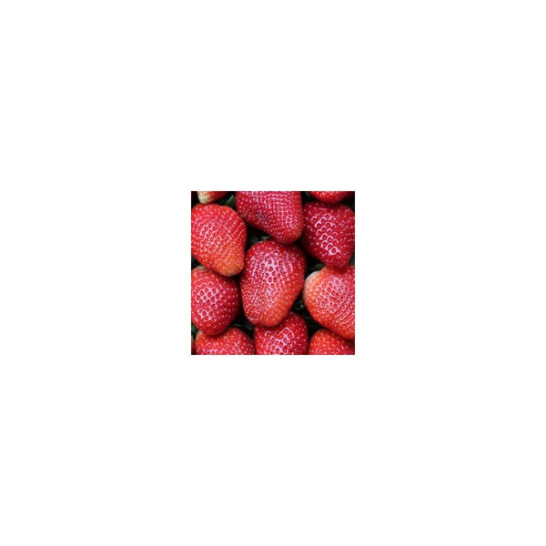 Strawberry Albion x 3 9cm x 3