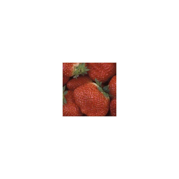 Strawberry Elsanta x 3 9cm x 3