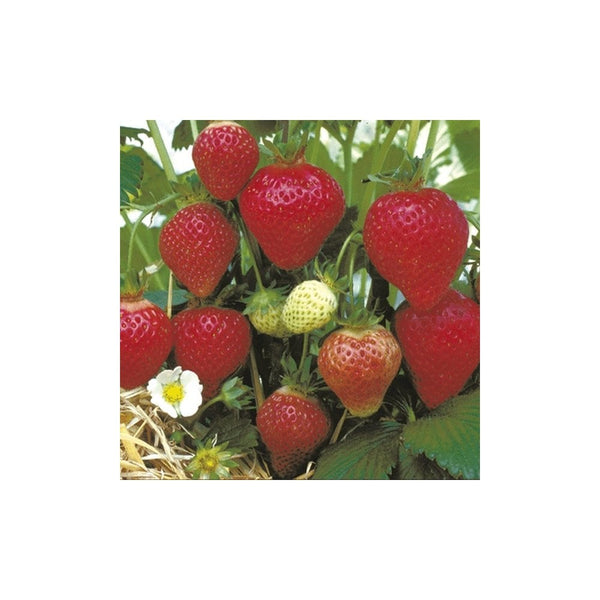 Strawberry Florence x 3 9cm x 3