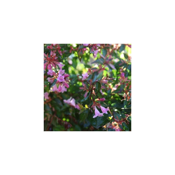 Abelia x Grandiflora 'Edward Goucher' - 3L Pot