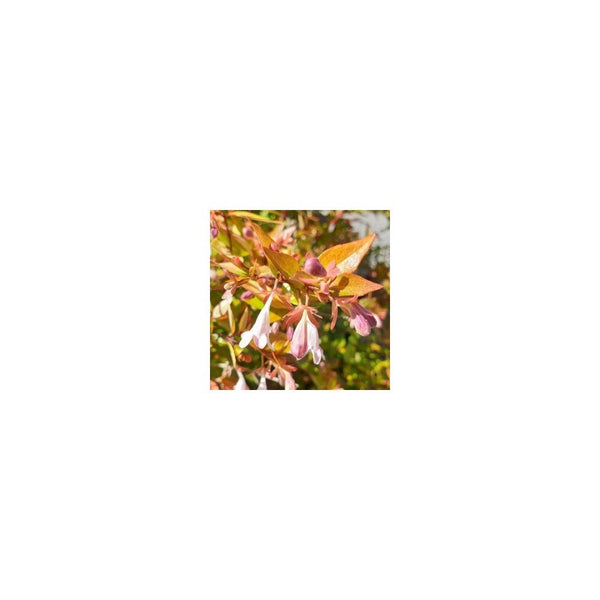 Abelia x Grandiflora 'Frances Mason' - 3L Pot