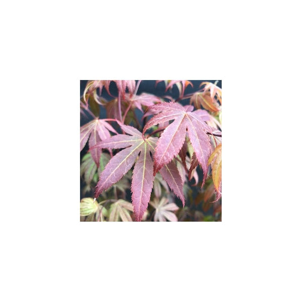 Acer Palmatum 'Atropurpureum' - 2L Pot