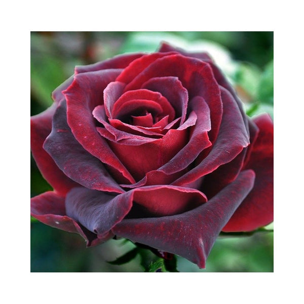 Rose Black Baccara (Hybrid Tea)