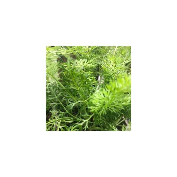 Fennel Green - Foeniculum Vulgare - 1L Pot