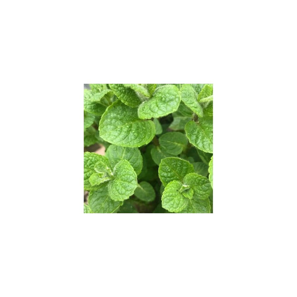 Mint Garden - Mentha Spicat - 1L Pot