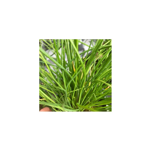 Garlic Chives - Allium Tuberosum - 1L Pot