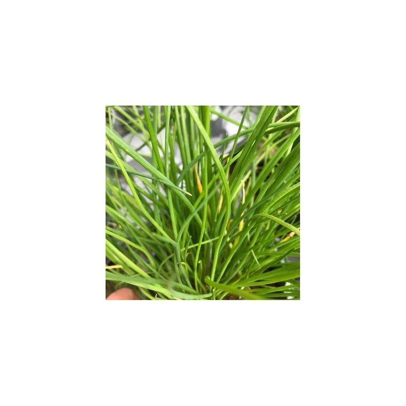 Garlic Chives - Allium Tuberosum - 1L Pot