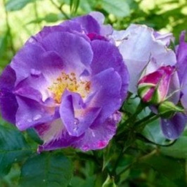 Rose Blue For You (Floribunda)