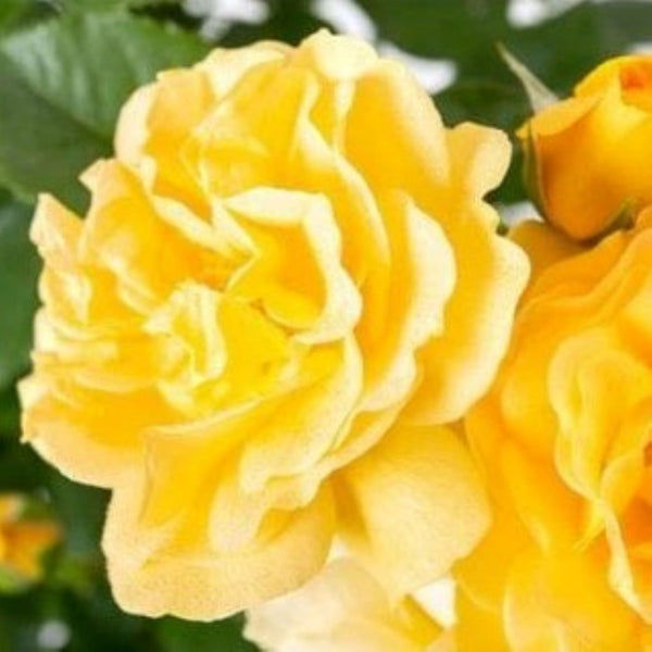 Absolutely Fabulous Rose (Floribunda)