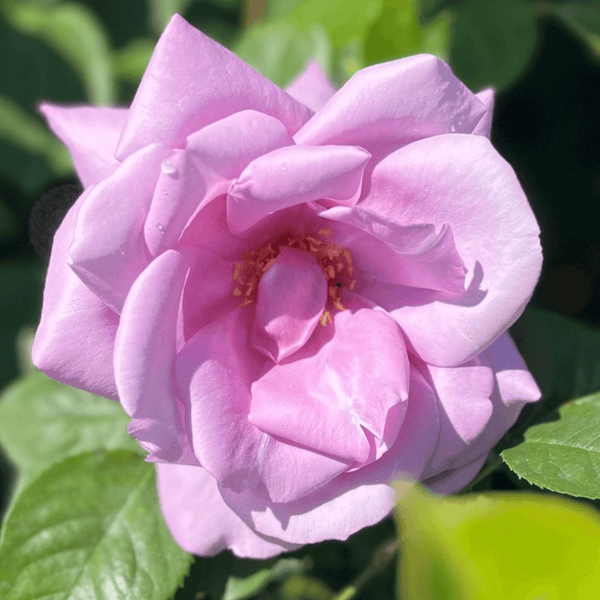 Rose Blue Moon (Hybrid Tea)