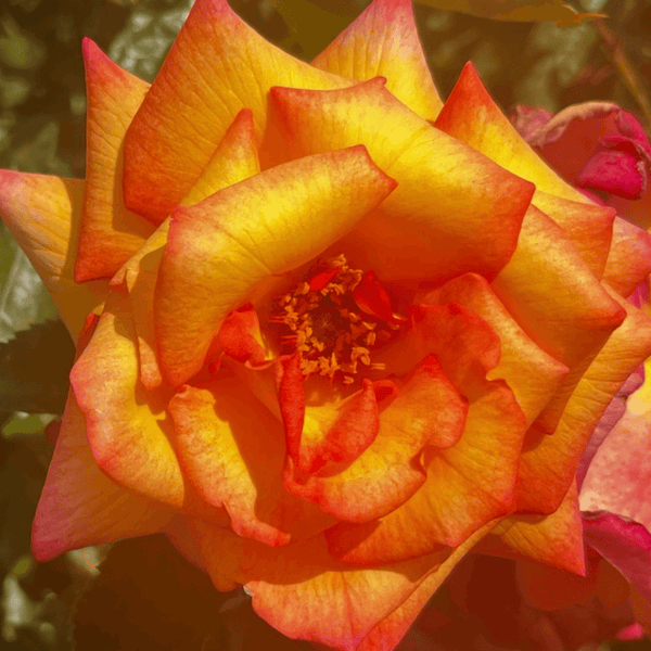 Rose Sheila's Perfume (Floribunda)