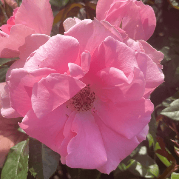 Rose You're Beautiful (Floribunda)