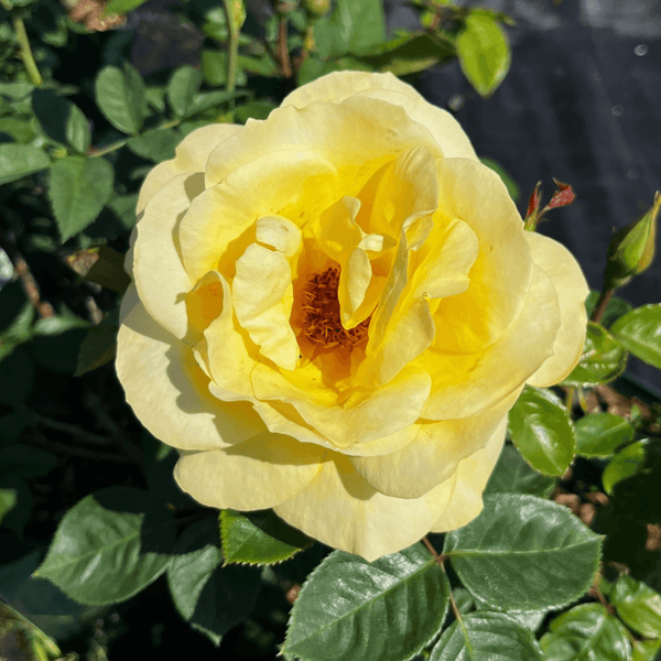 Rose Arthur Bell(Floribunda)