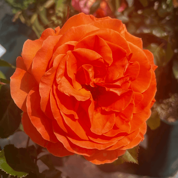 Rose Tatton(Floribunda)