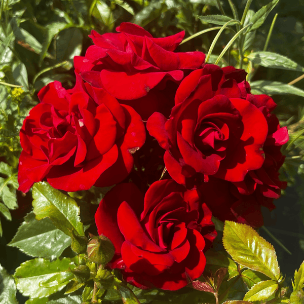 Rose Spirit of Britain (Floribunda)