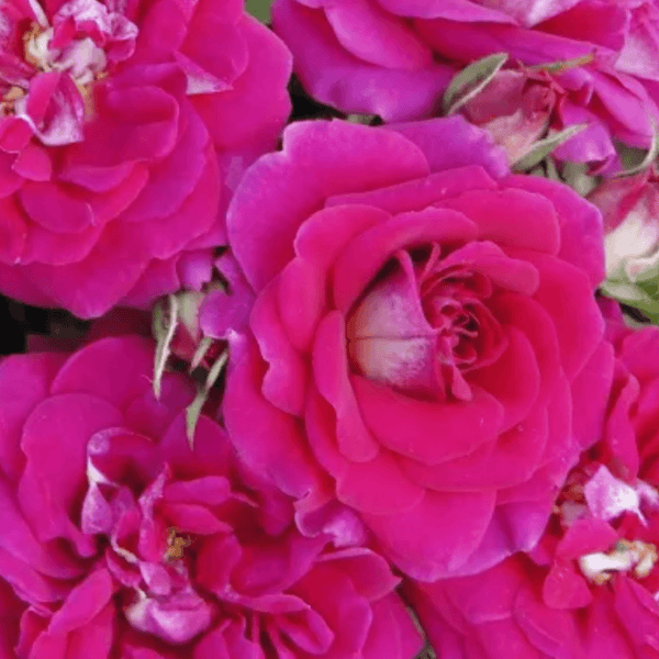 Rose Perfect Match (Floribunda)