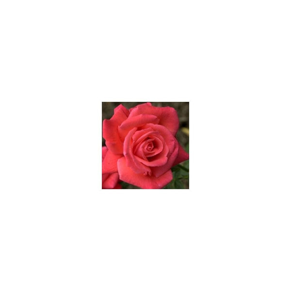 Rose Tropicana (Hybrid Tea)