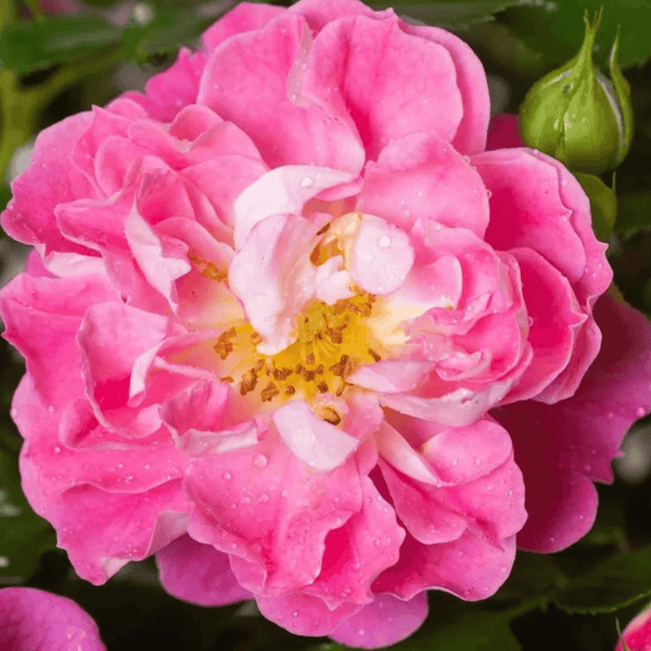 Rose Charmant (Miniature)
