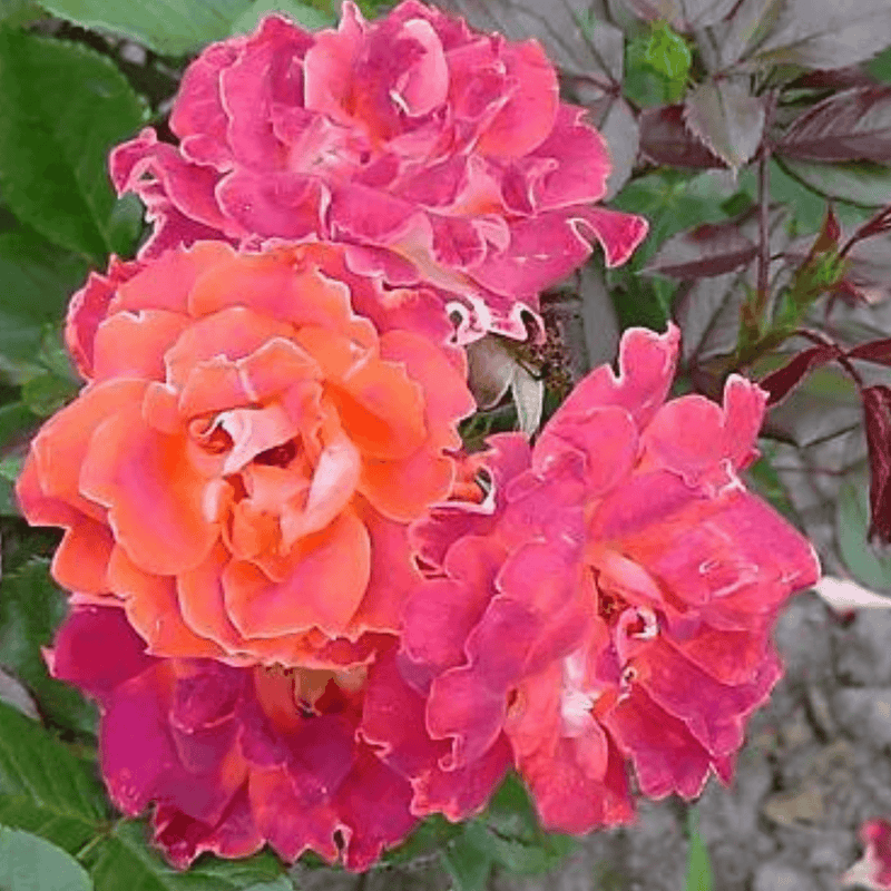 Rose Chocolate Ruffles (Floribunda)