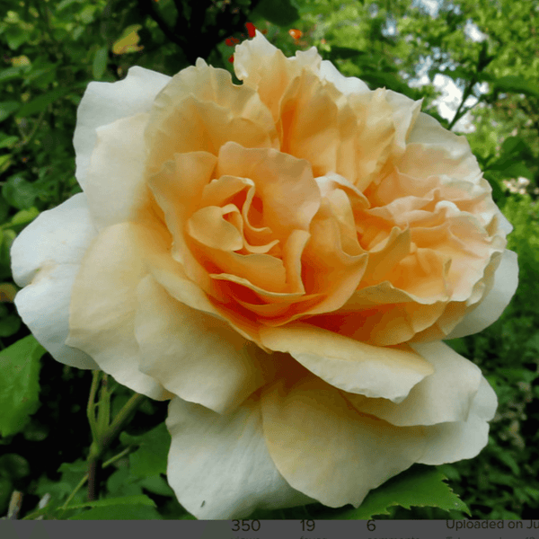 Rose Doris Tysterman (Hybrid Tea)