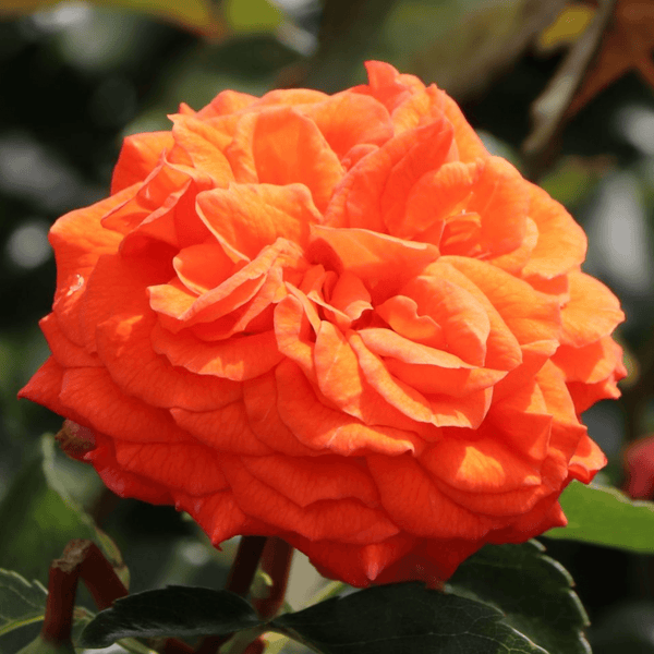Rose Orangerie (Floribunda)