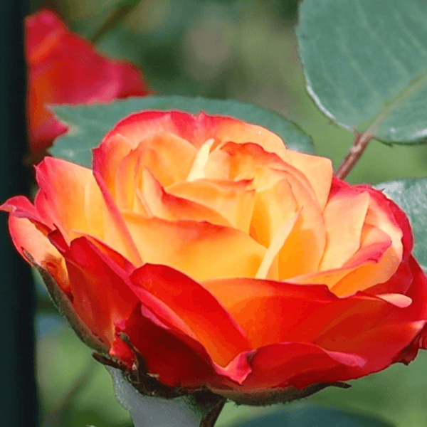 Rose Rumba (Floribunda)