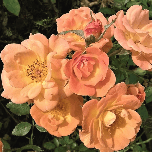 Rose Sweet Magic (Miniature)