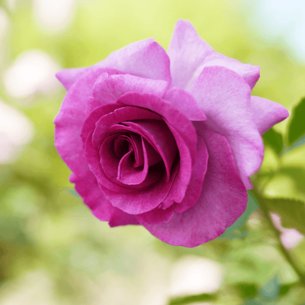 Rose Violette Perfume (Hybrid Tea)