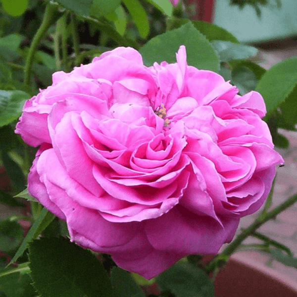 Rose Baroness Provest