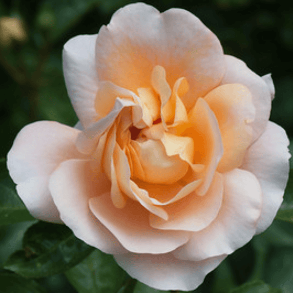 Rose Chandos Beauty (Hybrid Tea)