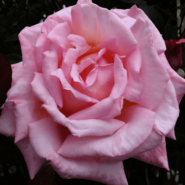 Rose Compassion (Climber)