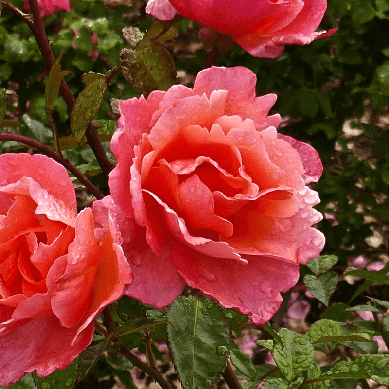 Rose Fragrant Delight (Floribunda)