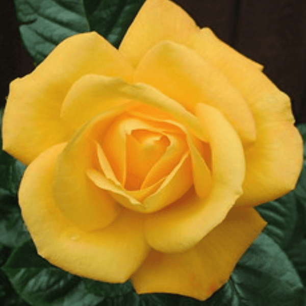 Rose Golden Jubilee
