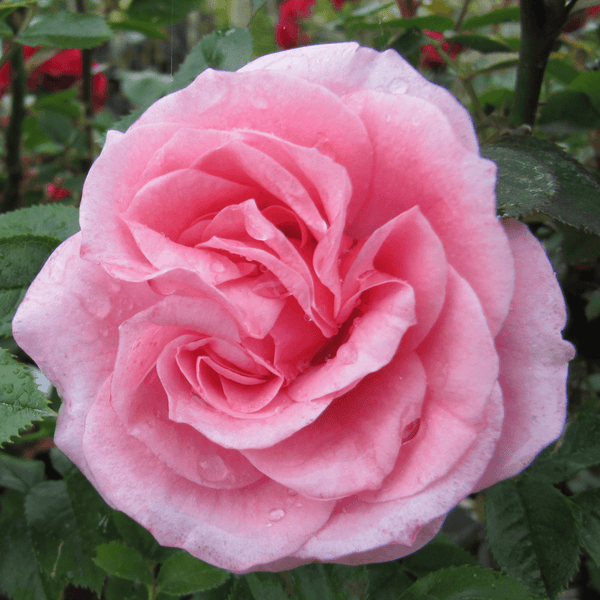 Rose Pretty Polly*