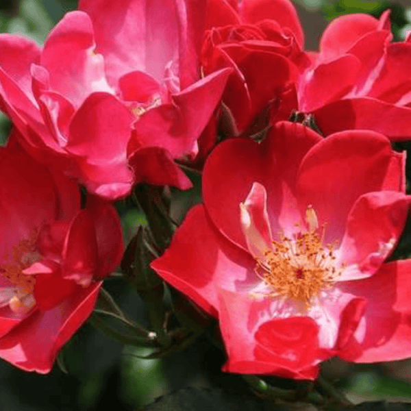 Rose Red Blanke
