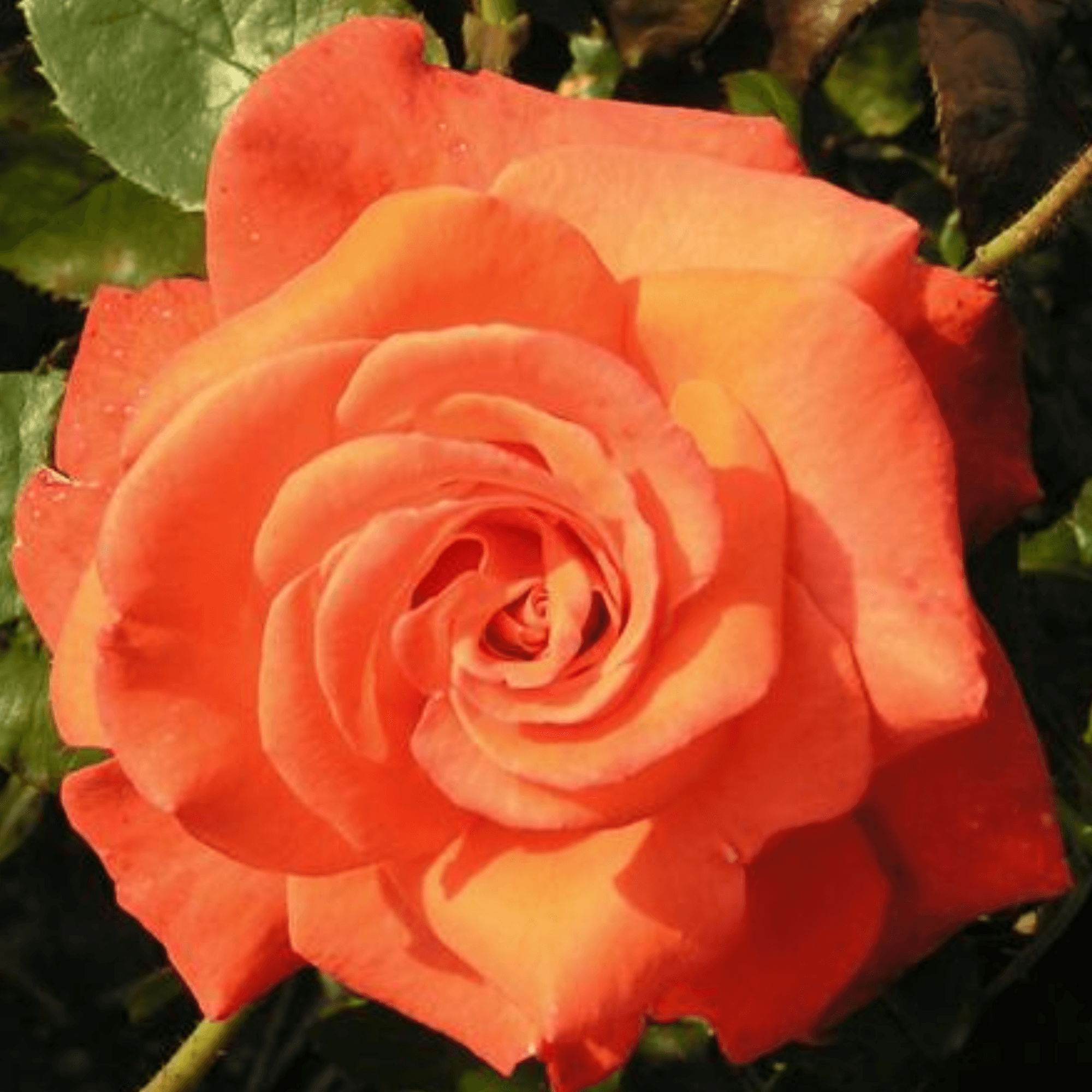 Super star rose pale pas cher shop