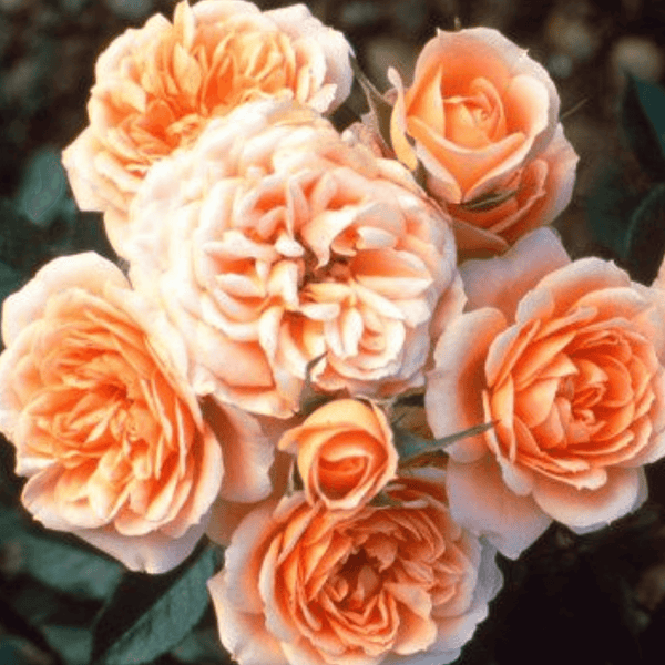 Rose Sweet Dreams (Miniature)