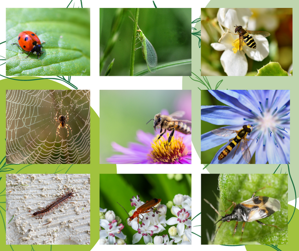 9 Brilliant Bugs for a Better Garden